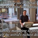 Where's David Attenborough when we need him? | Here we see the feral Elonium Muskovus attempting levity; but only managing to prove itself the world's richest dork. | image tagged in the richest dork in the world | made w/ Imgflip meme maker