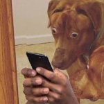 scooby looking at phone
