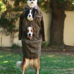 Three things in a trench coat pretending to be a human