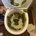 Toilet frogs