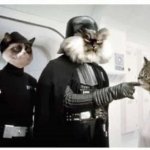 Star Wars Cats