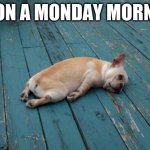 Sleepy dog | ME ON A MONDAY MORNING | image tagged in sleepy dog | made w/ Imgflip meme maker