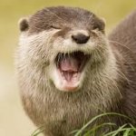 yawning otter