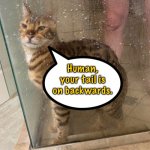 Cat in shower | Human, your tail is on backwards. | image tagged in cat in shower,human,your tail,on backwards,fun | made w/ Imgflip meme maker