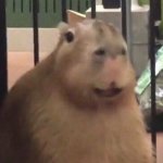 happy capybara