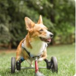 dog o wheels