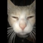w cat