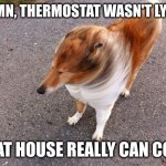 It's heckin /cold/! | DAMN, THERMOSTAT WASN'T LYING; THAT HOUSE REALLY CAN COLD | image tagged in windy dog | made w/ Imgflip meme maker
