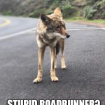 Road Coyote | COME ON BOY!! WHEN ARE YOU FINALLY  GOING TO EAT THAT; STUPID ROADRUNNER? | image tagged in road coyote | made w/ Imgflip meme maker