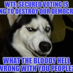 WTF Husky  | WTF; SECURED VOTING IS GOING TO DESTROY OUR DEMOCRACY; WHAT THE BLOODY HELL IS WRONG WITH YOU PEOPLE??? | image tagged in wtf husky | made w/ Imgflip meme maker