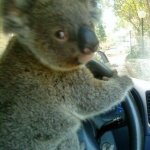 Driving | WHEN YOU HEAR SOMEONE MEANTION YOU NAME IN THE BACKSEAT: | image tagged in driving koala | made w/ Imgflip meme maker