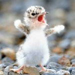 Angry baby seagull