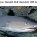 whitetip reef shark smells that zaza