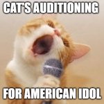 Funny cat | CAT'S AUDITIONING; FOR AMERICAN IDOL | image tagged in funny cat | made w/ Imgflip meme maker