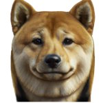 doge xfd