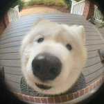 Dog at the peephole