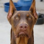 Disappointed Doberman