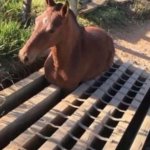 grate holding its horses