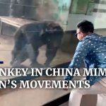 Monkey in china mimics mans movements