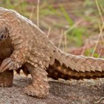 pangolin