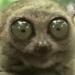 Chewing Tarsier GIF Template
