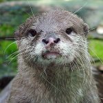 Otter with misery