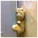 Cat trying to get in to a door