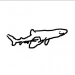 Le shark drawing