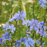 Chicory Prayer