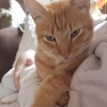 Contemplating Cat
