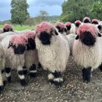 Sheep with pink hairdos