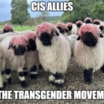 cis allies | CIS ALLIES; OF THE TRANSGENDER MOVEMENT | image tagged in sheep with pink hairdos | made w/ Imgflip meme maker