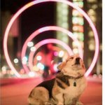 Doggo