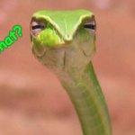 im a SAANKE (get it...  Matt Keck joke?) | what? | image tagged in skeptical snake,snake,what is this,what | made w/ Imgflip meme maker