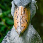 Shoebill stork