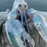 Blue Lobster