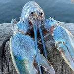 Blue lobster | image tagged in the blue lobster | made w/ Imgflip meme maker