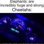 They dumped all their evolutionary points into speed, but are relatively weak and can only zoom for a minute | Tortoises: have a sturdy shell; Elephants: are incredibly huge and strong; Cheetahs: | image tagged in i paid for the whole speedometer | made w/ Imgflip meme maker