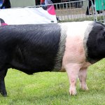 Saddleback Pig