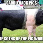 Goth pig | SADDLEBACK PIGS; ARE GOTHS OF THE PIG WORLD | image tagged in saddleback pig,memes,goth memes | made w/ Imgflip meme maker