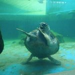 Turtle Dancing