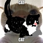 meow | CAT; CAT | image tagged in oof,cat gifs,grumpy cat christmas | made w/ Imgflip meme maker