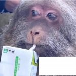 monkey drinking juice