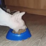 cat eating food GIF Template