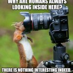 Squirrel | WHY ARE HUMANS ALWAYS LOOKING INSIDE HERE? THERE IS NOTHING INTERESTING INDEED. | image tagged in squirrel | made w/ Imgflip meme maker