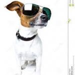Meme dog with shades