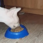 cat eating GIF Template