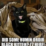 I got here! Where mah cheezburger? | DID SOME HUMIN ORDIR BLACK KITTEH? I'Z HERE! | image tagged in packing paper kitteh,cat,black cat,packing paper | made w/ Imgflip meme maker