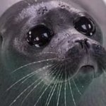 Sad Seal