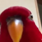 Red bird laughing GIF Template